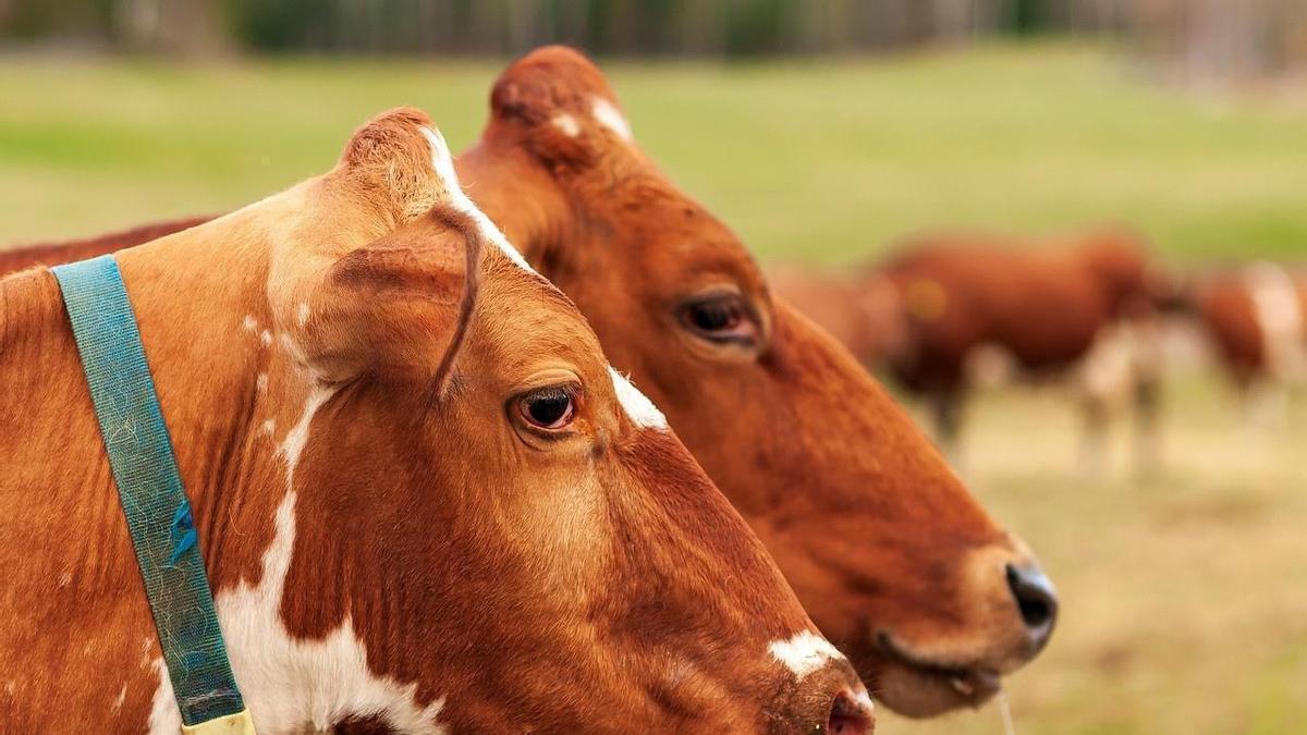 Animales en una ganadería de vacuno de Castilla y León.