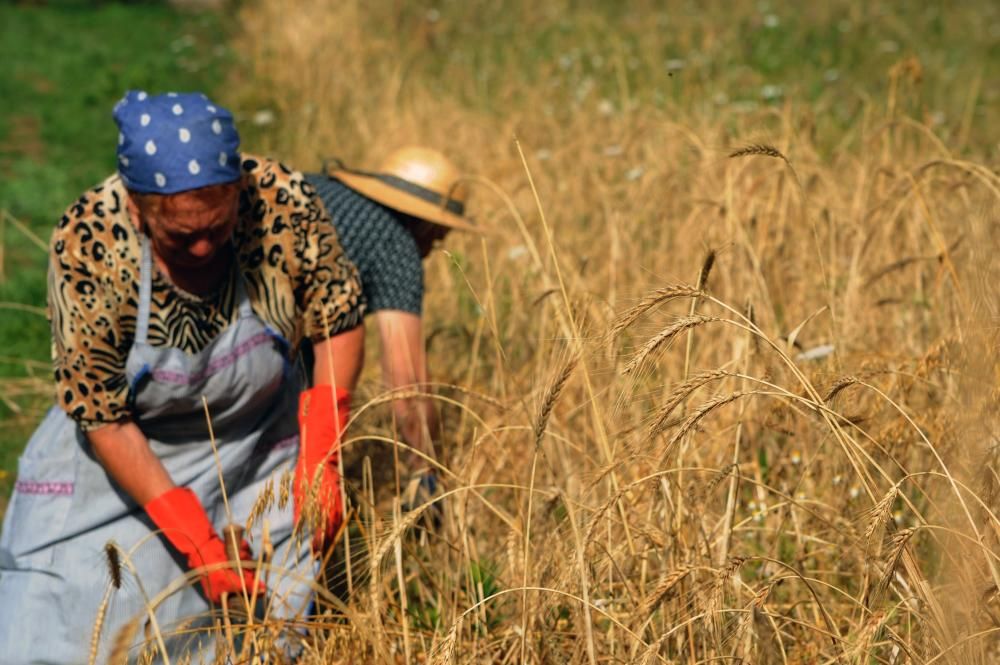 Valores ancestrales simbolizados en el trigo