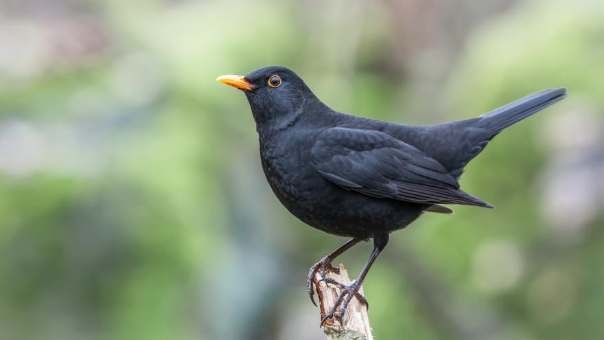 Un estudio revela la presencia de más de 160 especies de aves en Zaragoza