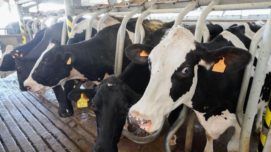 Ganaderos cordobeses sacrifican unas 700 vacas semanales para pagar costes