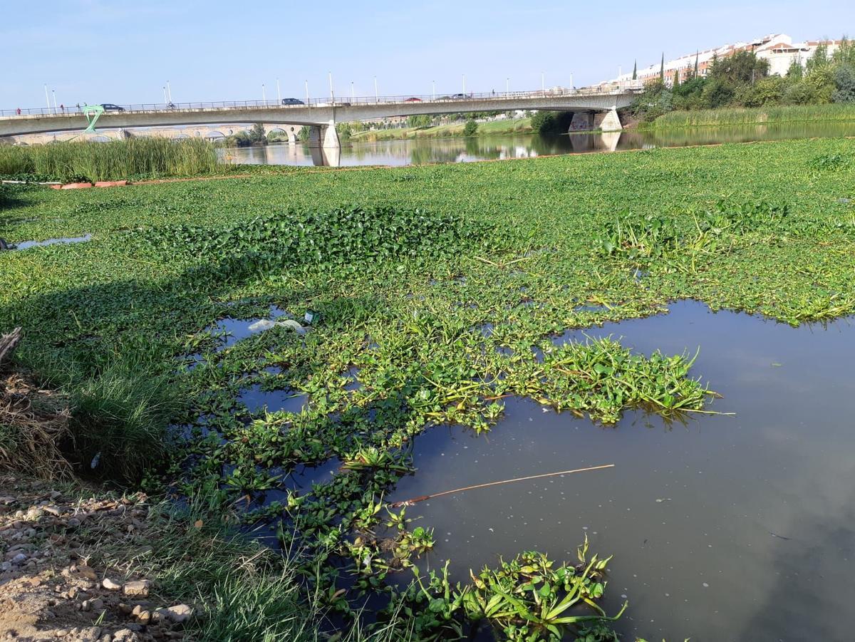 El camalote, en Extremadura