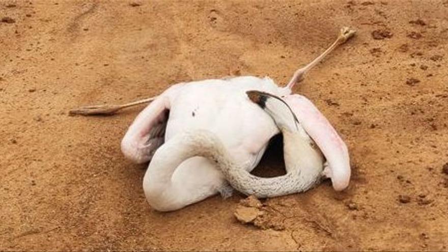 Una flamenco muerto en el Parque Natural se ses Salines, en una imagen de archivo.