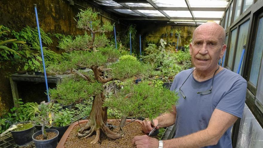 Los bosques del maestro Montes