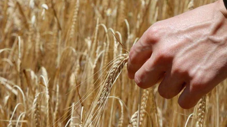 Detalle de una espiga en un campo de trigo ya granado en una parcela de Tierra de Campos.