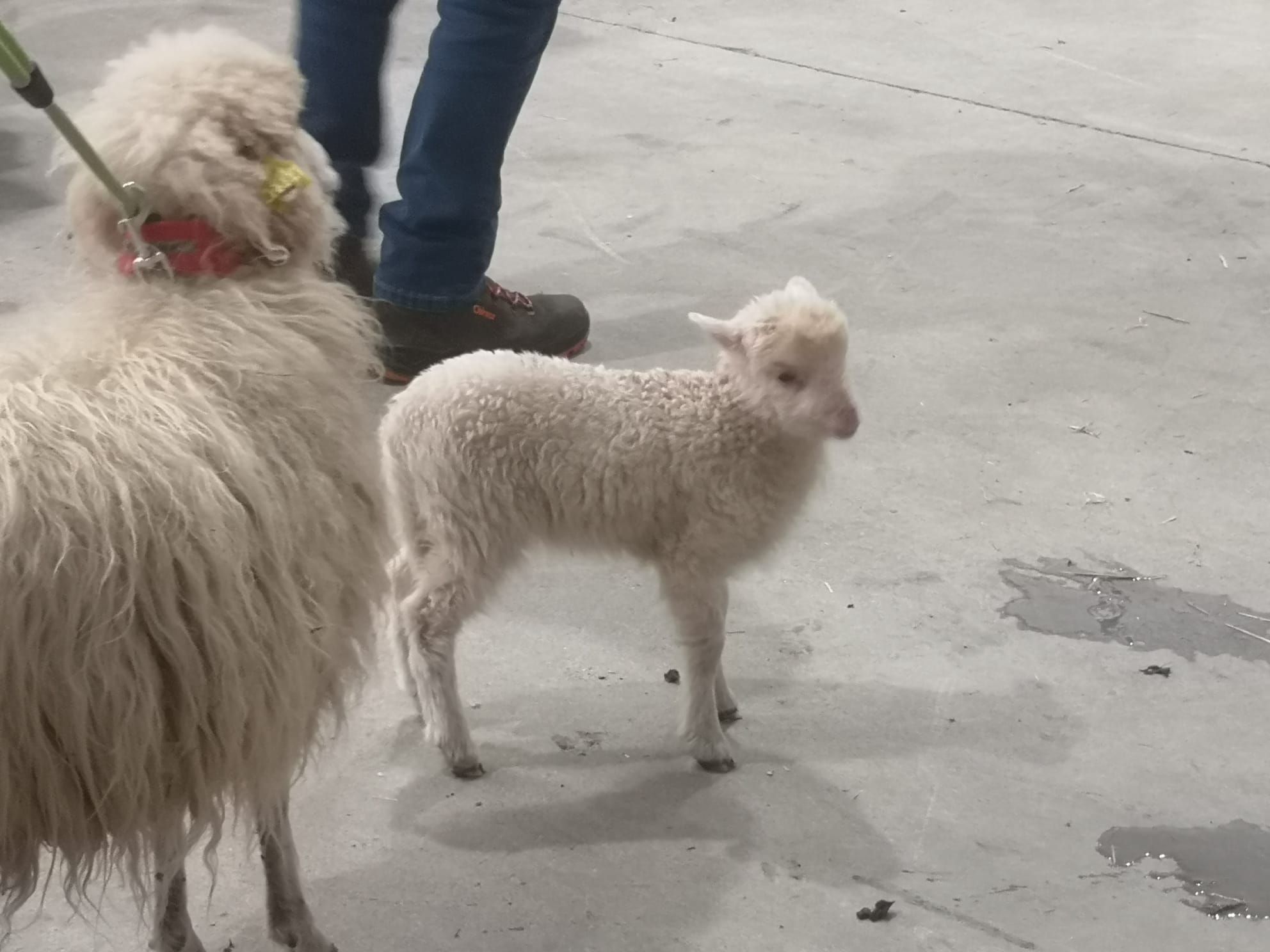 La feria de ganado ovino de Laviana reúne a 250 animales y 24 ganaderías