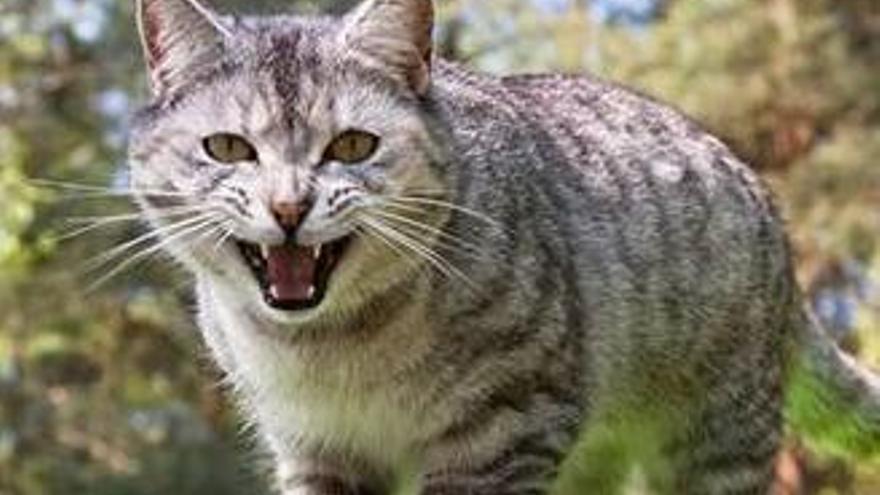 Gatos asilvestrados amenazan el  hábitat del parque natural de las lagunas