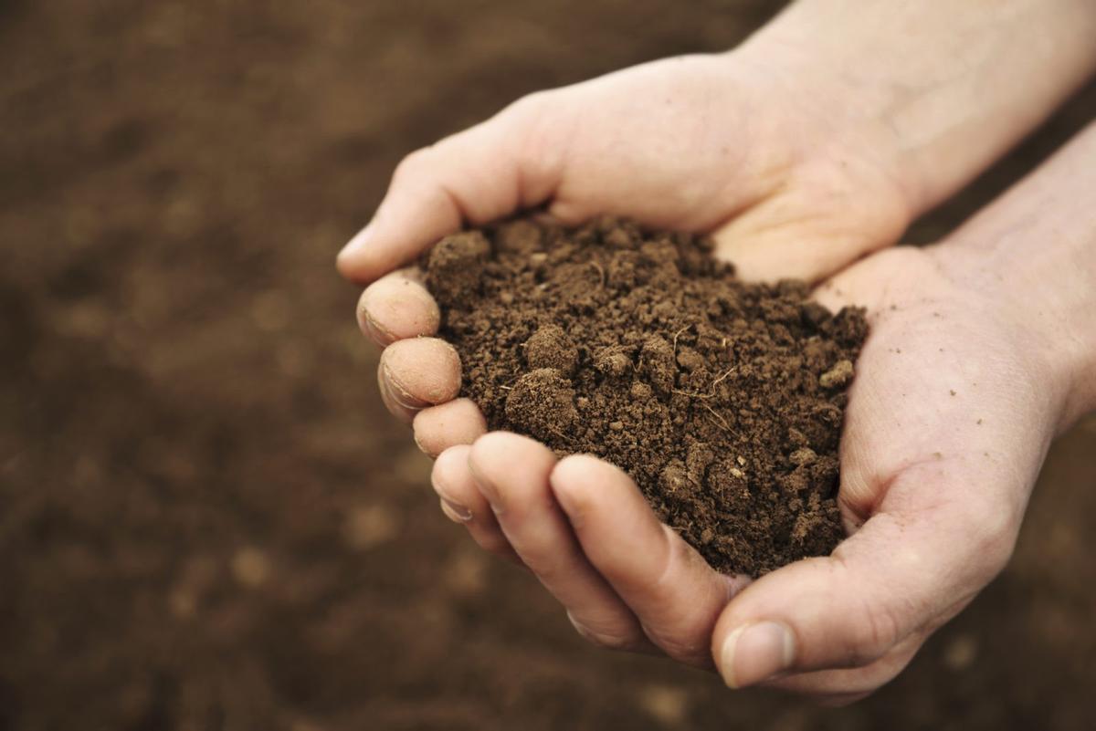 La calidad y salud del suelo es clave para el clima