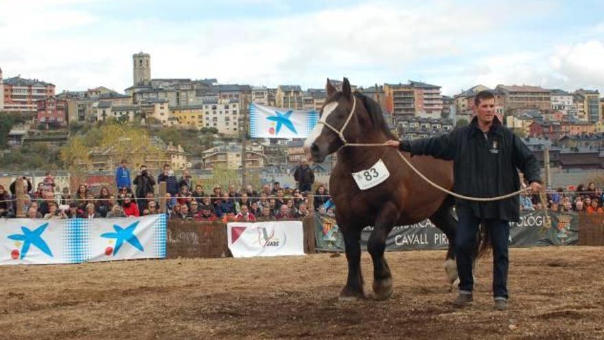 Josep Ginesta, de cal Ginesta d&#039;Age, amb el semental que va guanyar el concurs d&#039;aquest any