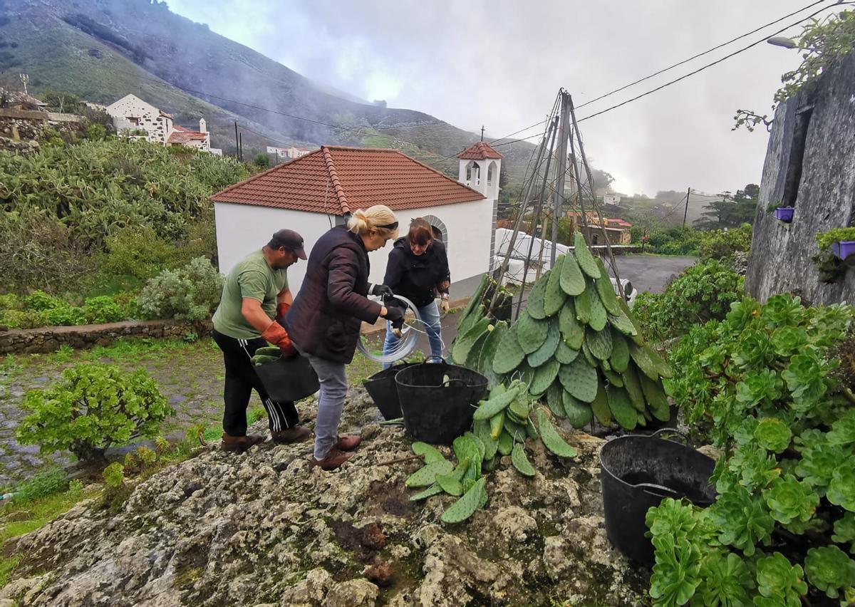 Así se crea el árbol de Navidad de Tiñor, uno de los más originales de Canarias