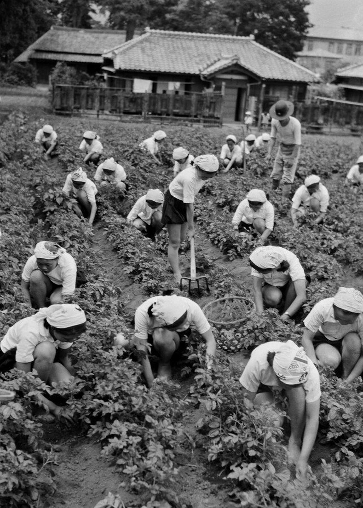 Mujeres trabajando en el campo.