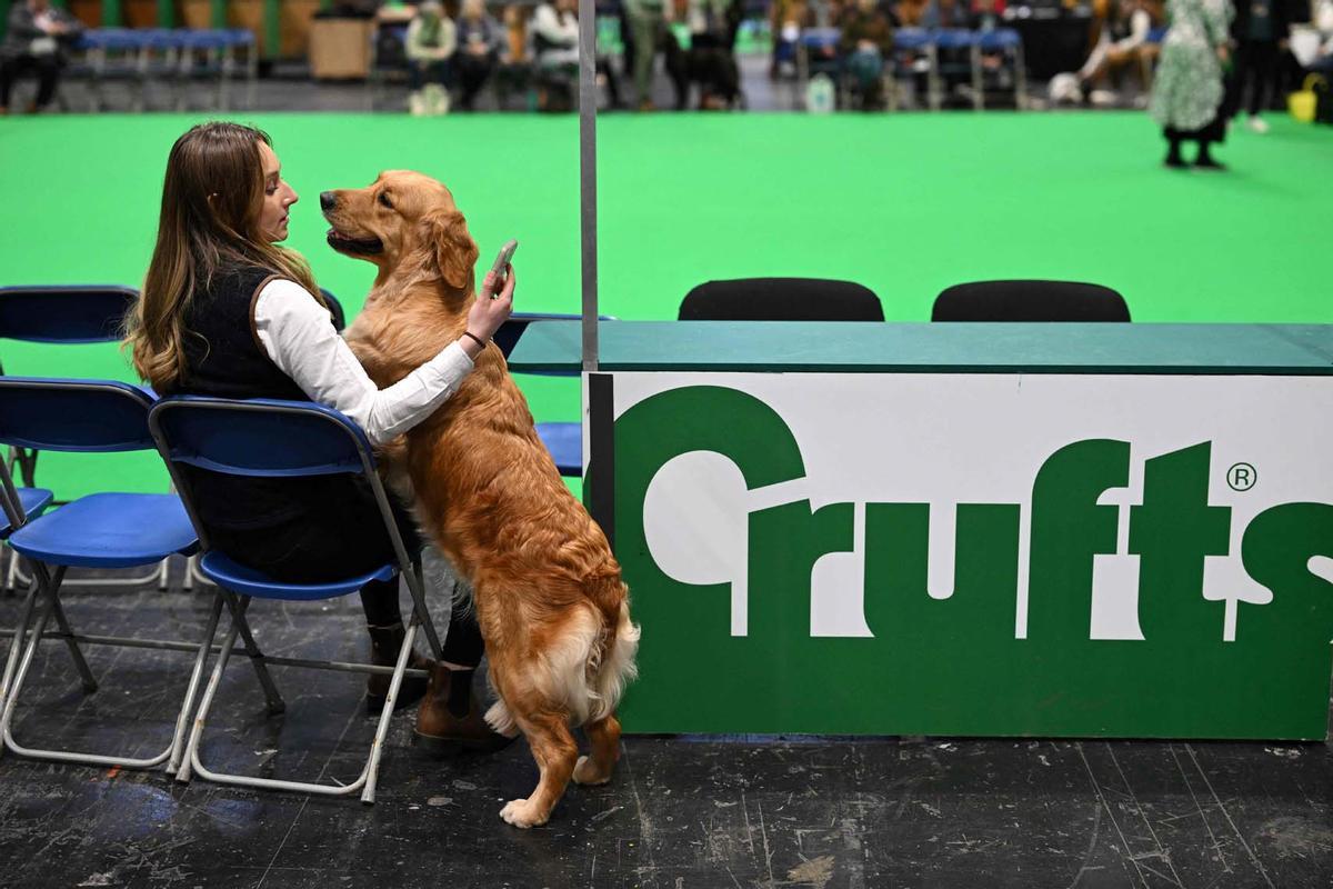 Exposición canina en el Centro Nacional de Exposiciones de Birmingham