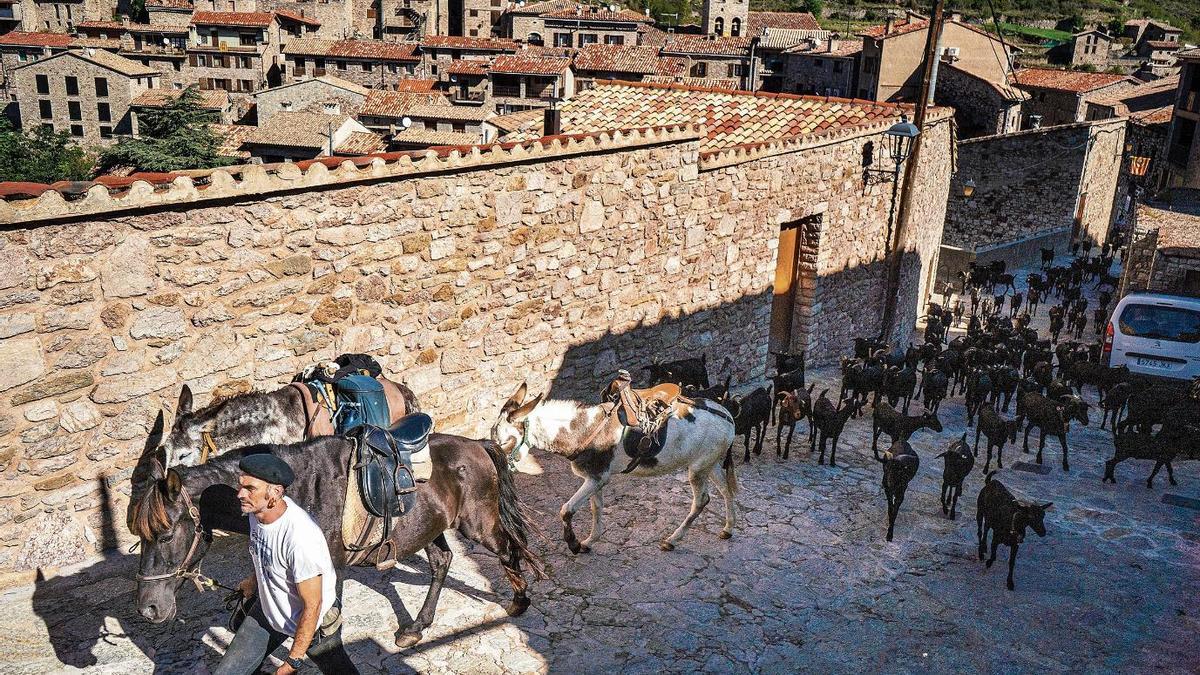 Daniel Giraldo travessant Castellar de n'Hug aquest mes de setembre durant la transhumància pel Camí Ramader de Marina
