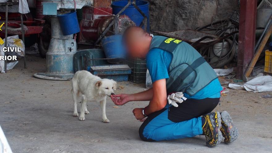 Un agente del Seprona alimenta a un perro famélico en la finca de Ricla.