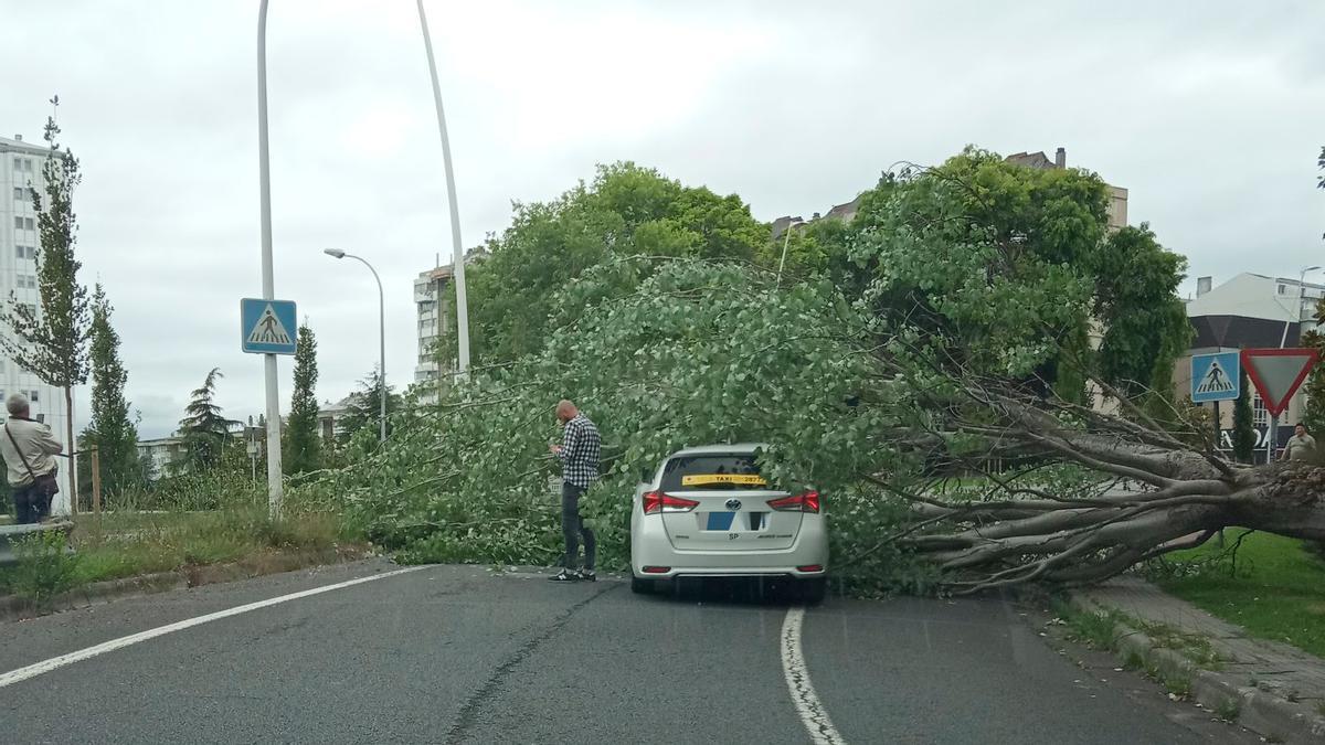 El árbol, ya abatido sobre el coche en el medio de la carretera.