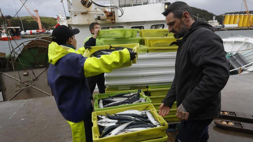 La descarga, ayer, de cajas de xarda capturada por el barco portugués «Antonio do Vellino». | Ricardo Solís