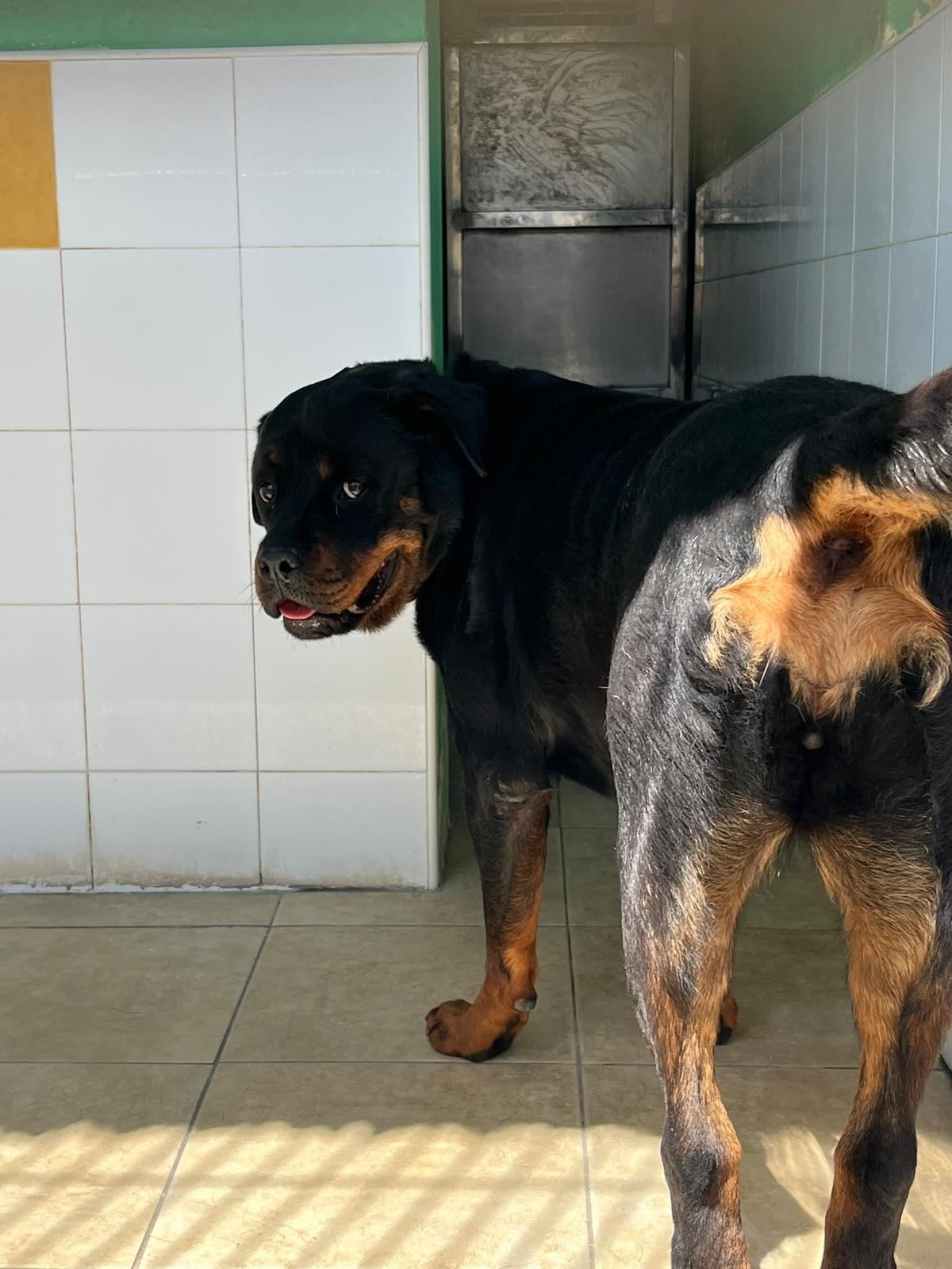 Atena, una rottweiler localizada en la avenida 8 d’Agost.