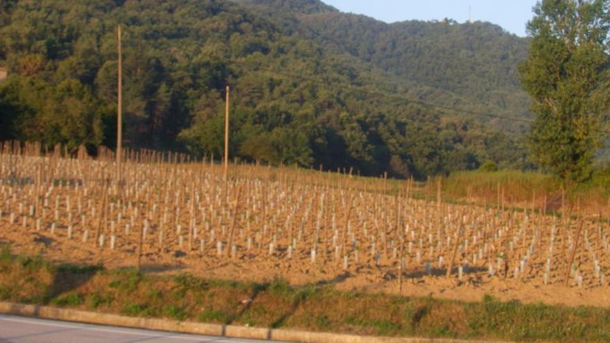 Els peus de vinya plantats als camps de la Vall de Bianya al costat de la N-260, ahir al matí.