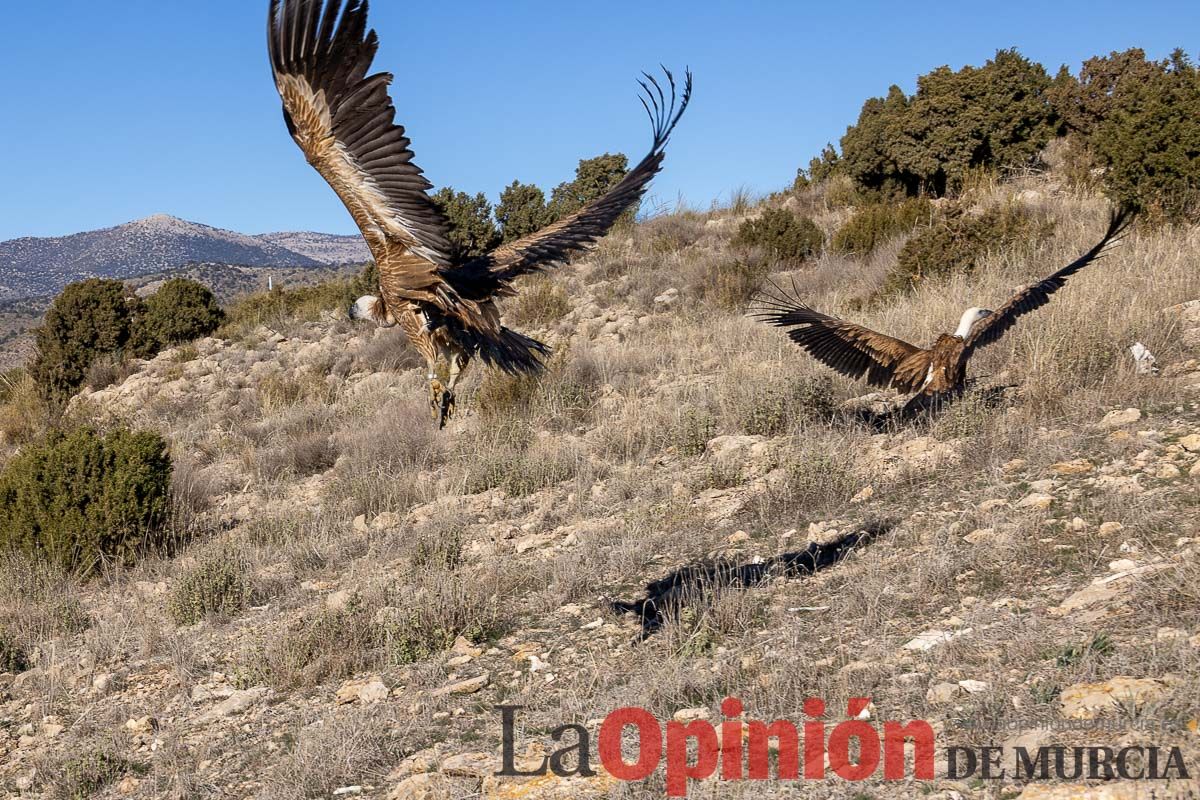 Suelta de dos buitres leonados en la Sierra de Mojantes en Caravaca