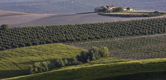 Campos de olivos en Jaén