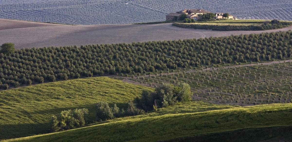 Campos de olivos en Jaén