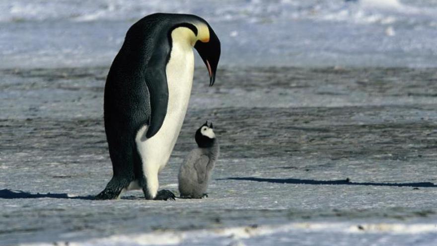 Un pingüino emperador junto a su cría, en una imagen de archivo.