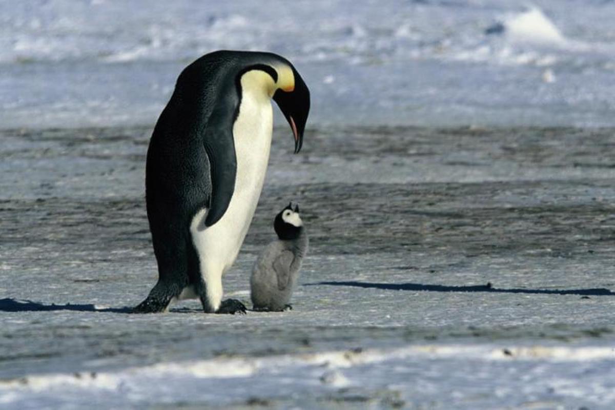 El desglaç impedeix la reproducció de quatre de cada cinc colònies de pingüins emperador a l’Antàrtida