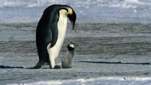 Un pingüino emperador junto a su cría, en una imagen de archivo. 