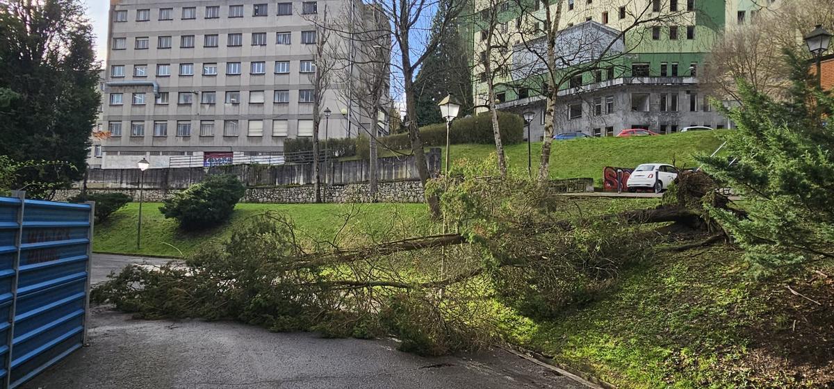 El árbol caído en el viejo HUCA.
