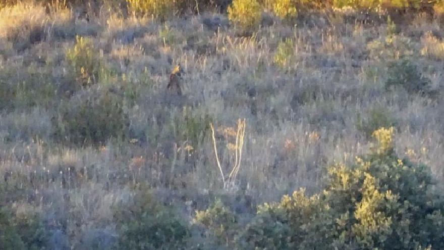 Lince a su paso por Sanabria