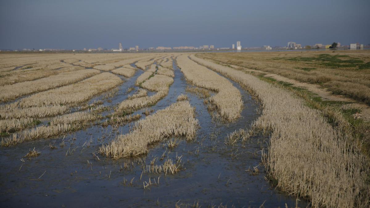 La gestión de la paja del arroz es un reto medioambiental.