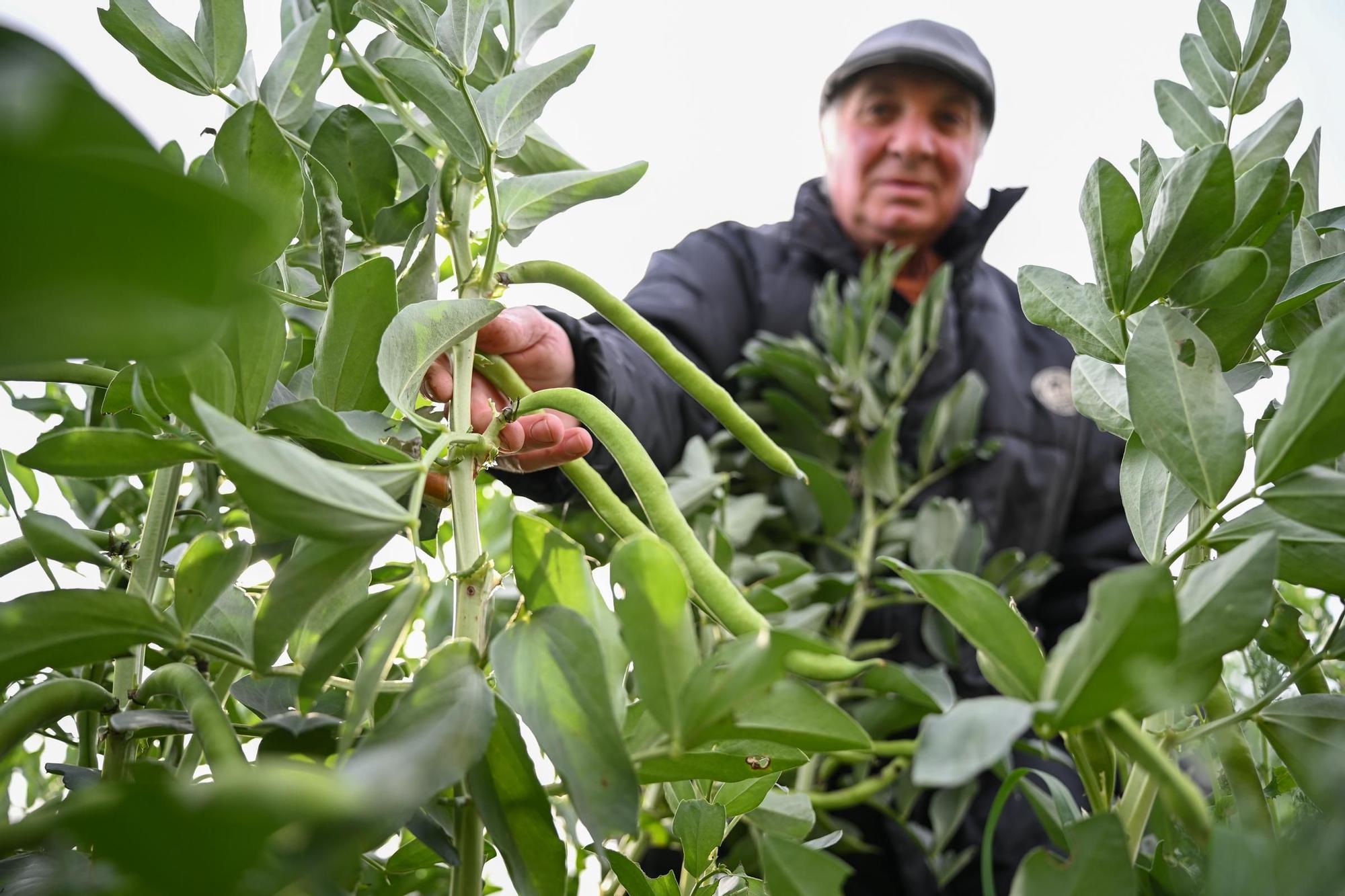 La producción de habas cae a la mitad por las plagas y la falta de rentabilidad