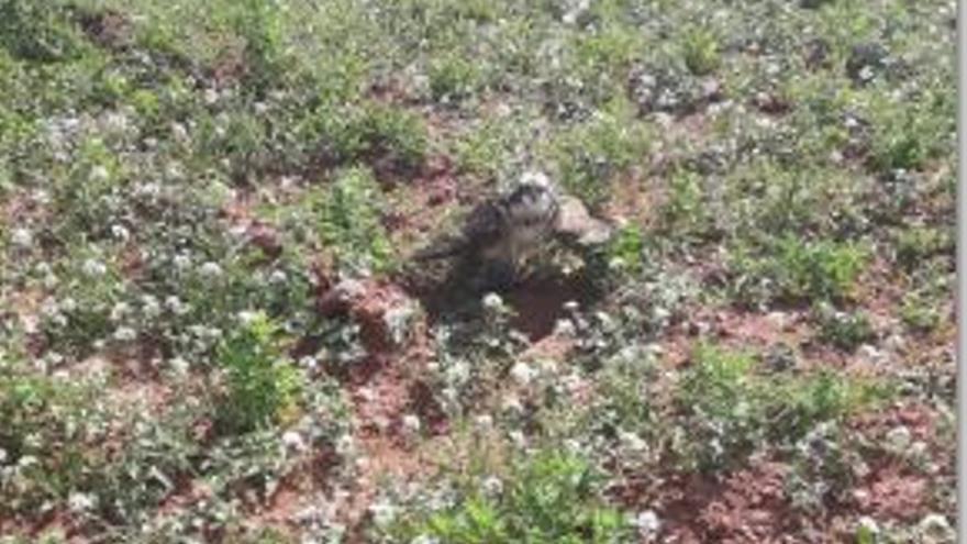 Muere un águila protegida tras ser rescatada en Sagunt