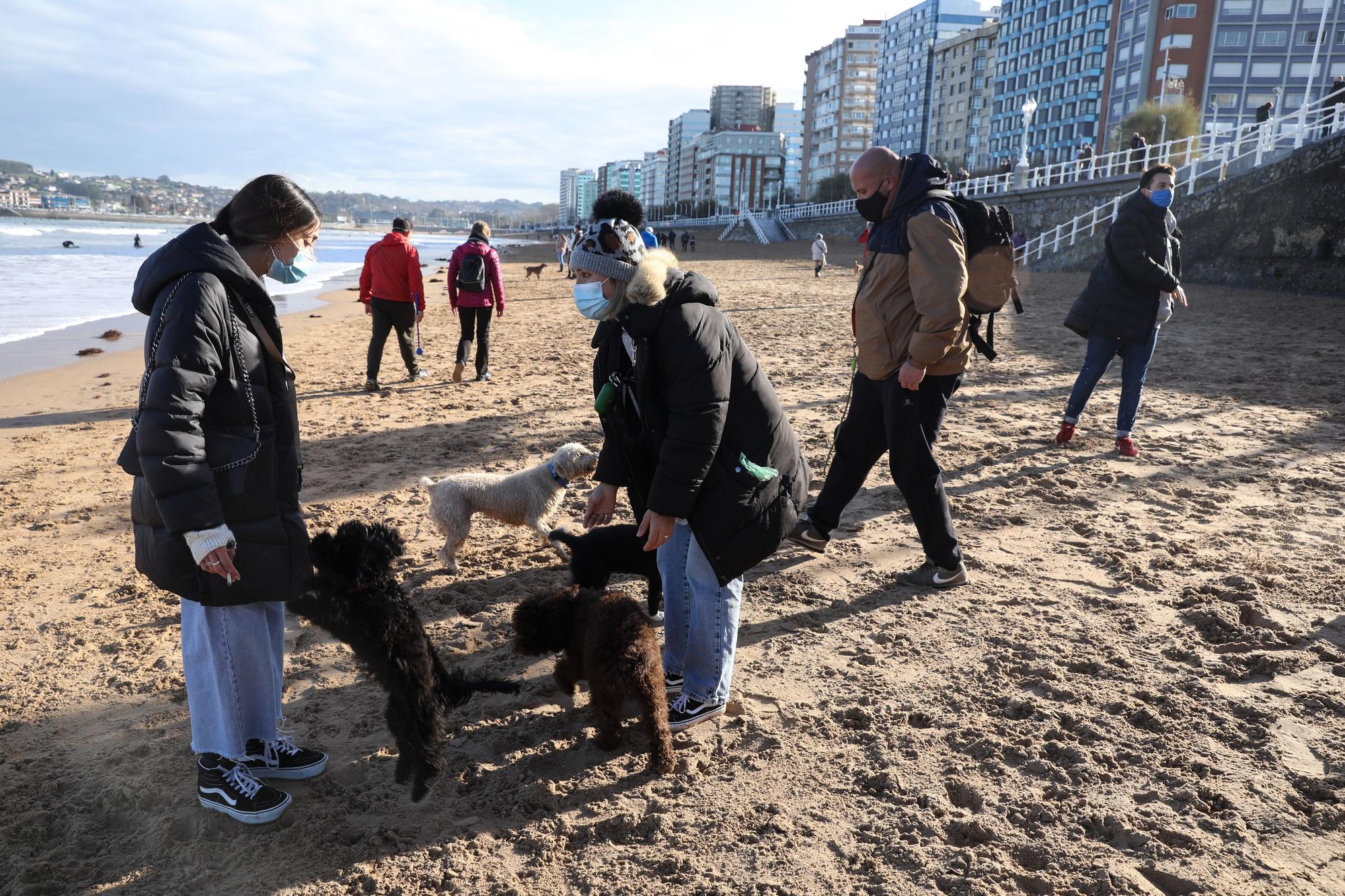 Las zonas para perros, espacios seguros