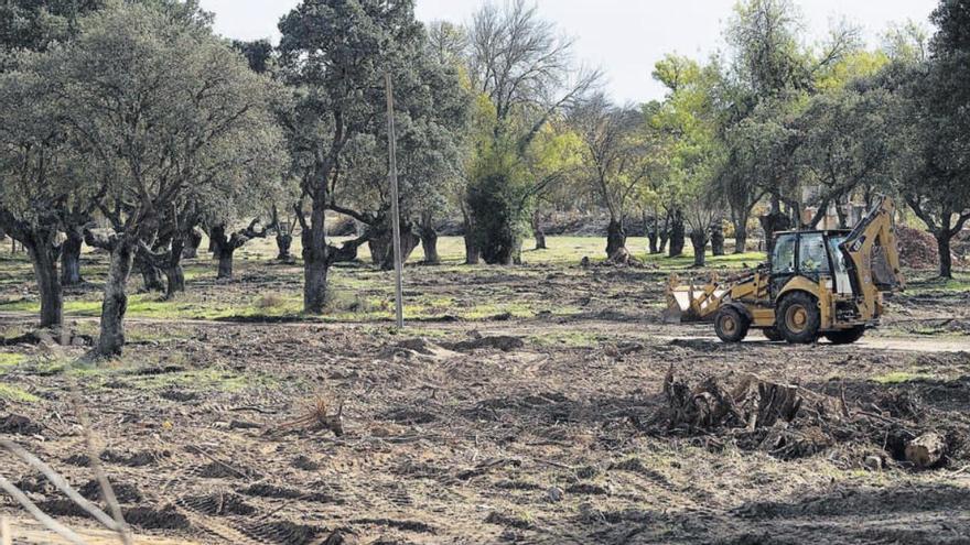 Obras en Monte la Reina.