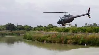 Un repunte de la mosca negra obliga a adelantar casi un mes la fumigación aérea sobre el Xúquer