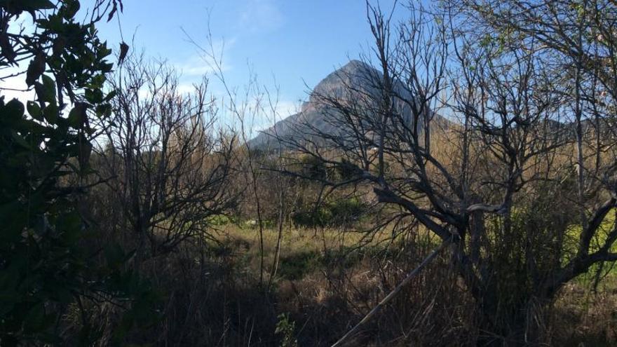 Naranjos del Pla de Xàbia abandonados y secos.