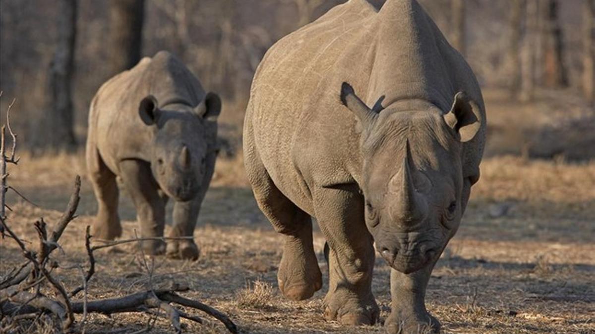 Un rinoceronte negro en el parque nacional de Serengeti, en Tanzania