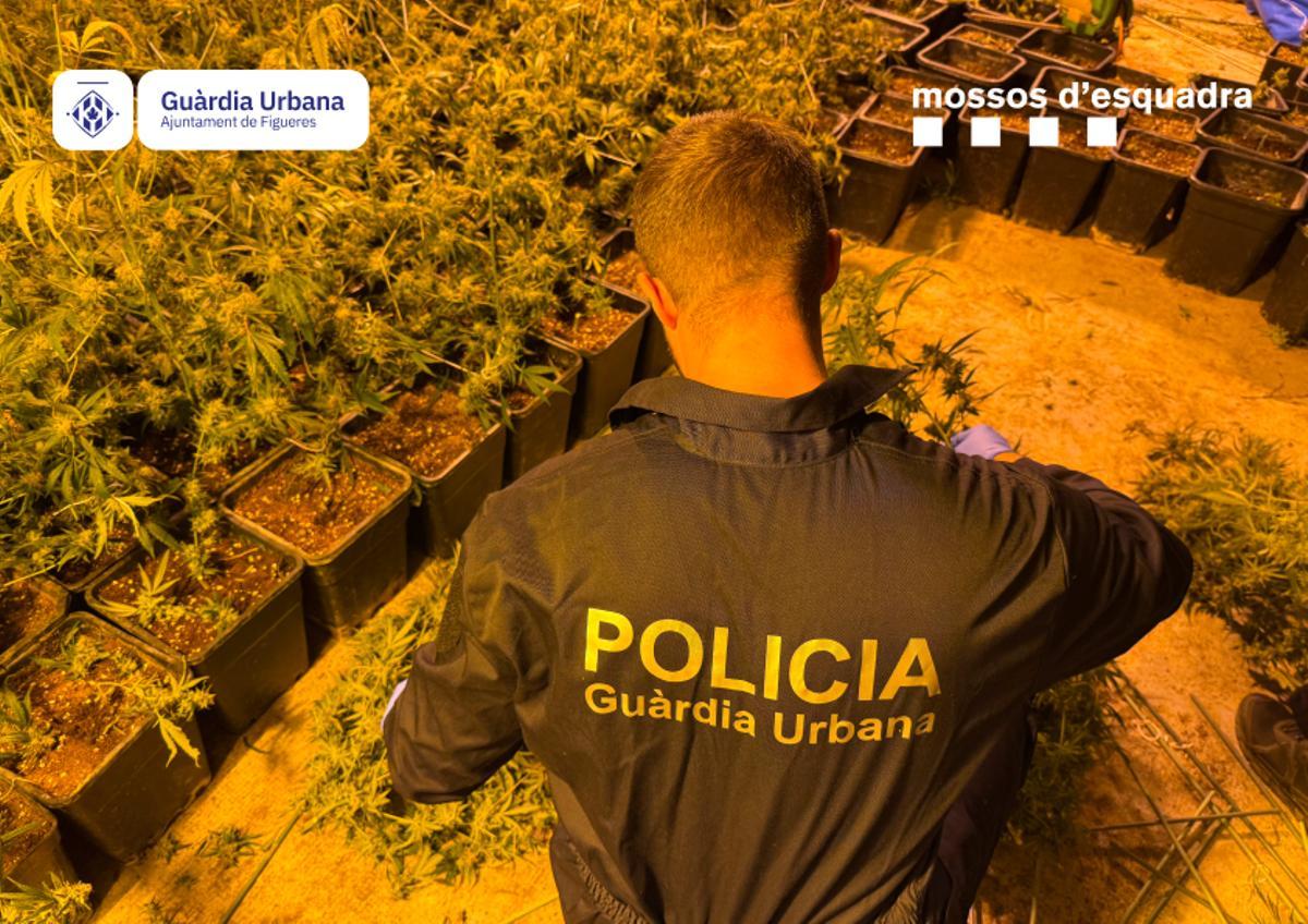 Imatges del desmantellament d’una plantació de 1.830 plantes de marihuana a Figueres