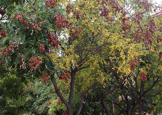 Colors de tardor. Arriba la tardor i els arbres comencen el procés de canvi de color i caiguda de les fulles.