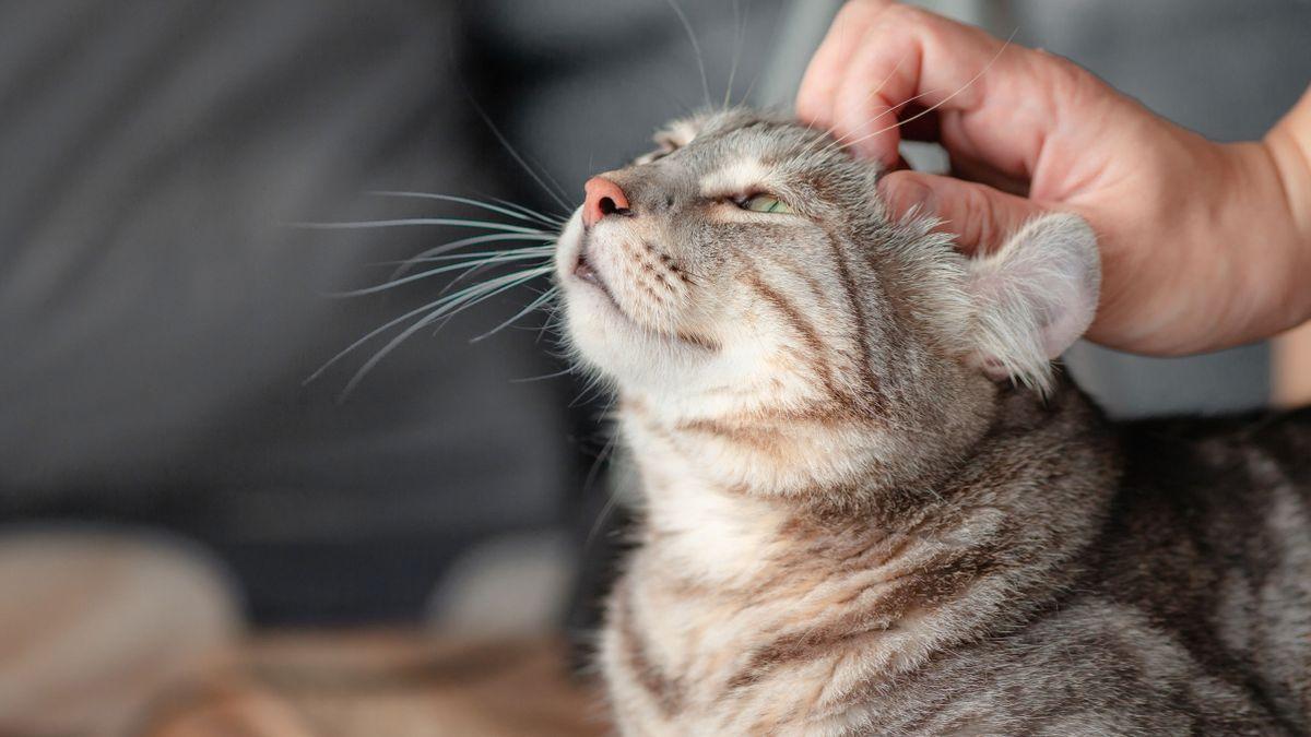 Un gato se deja acariciar por una persona.