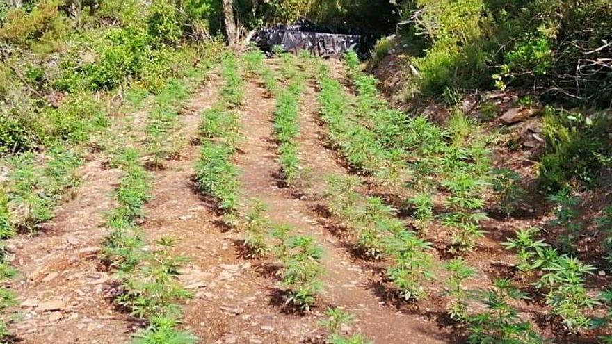 Una imatge de la plantació de marihuana.