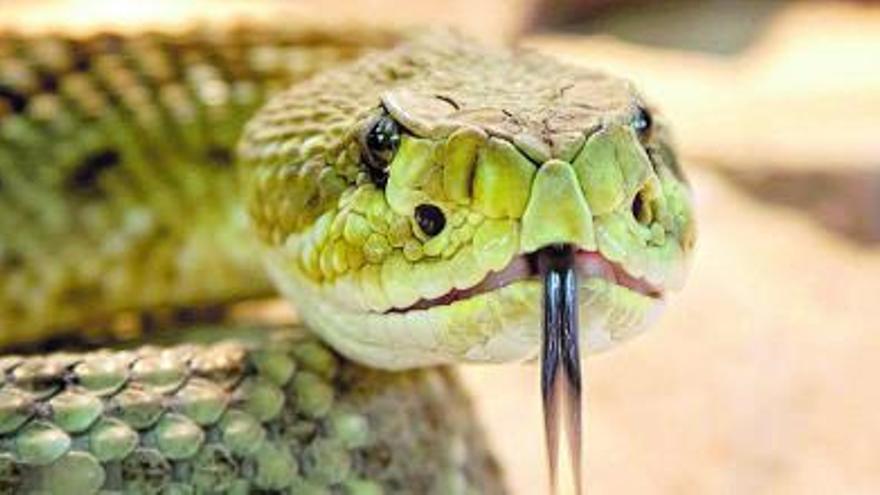 ¿Aceptamos serpiente como animal de compañía?