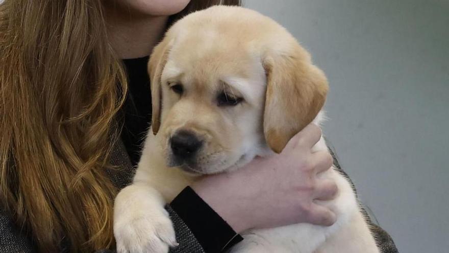 Detenidas 20 personas en Bizkaia por estafas en la venta de mascotas por internet