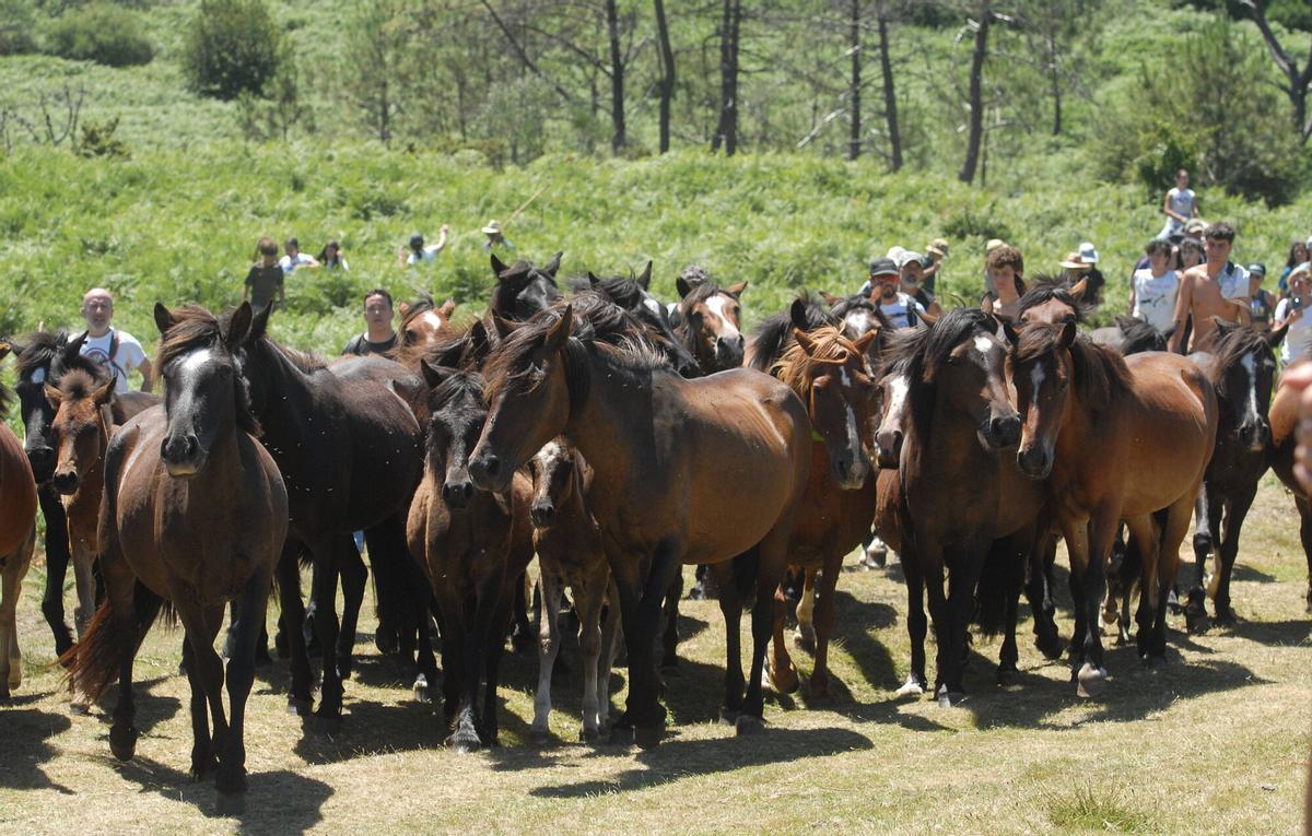 Rapa das Bestas de Sabucedo, A Estrada, 2026.