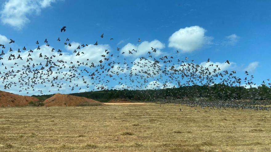 Una bandada de palomas torcaces en un campo de secano en Santa Eulària.