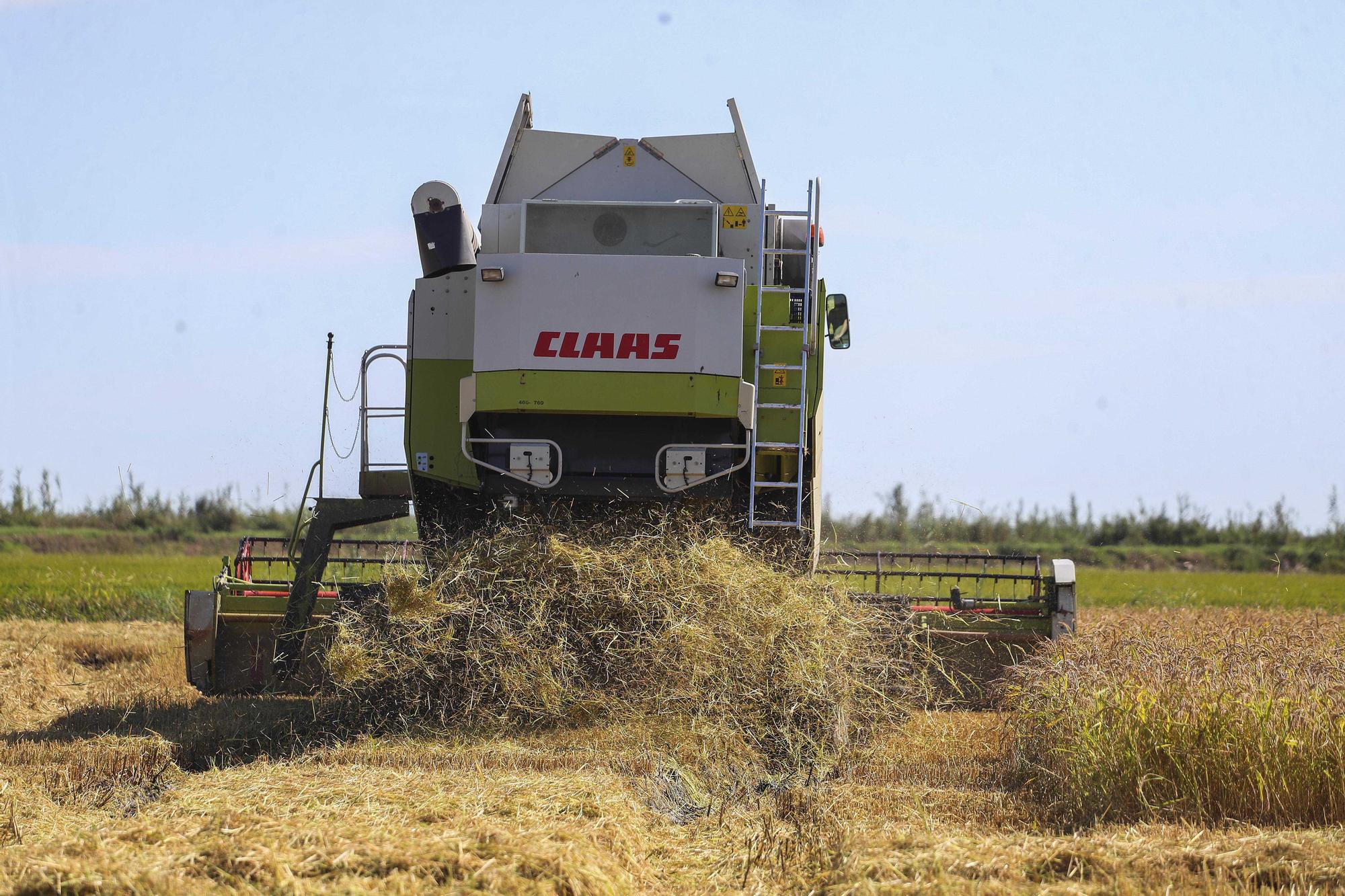 Comienza la siega del arroz en el Parque natural de La Albufera