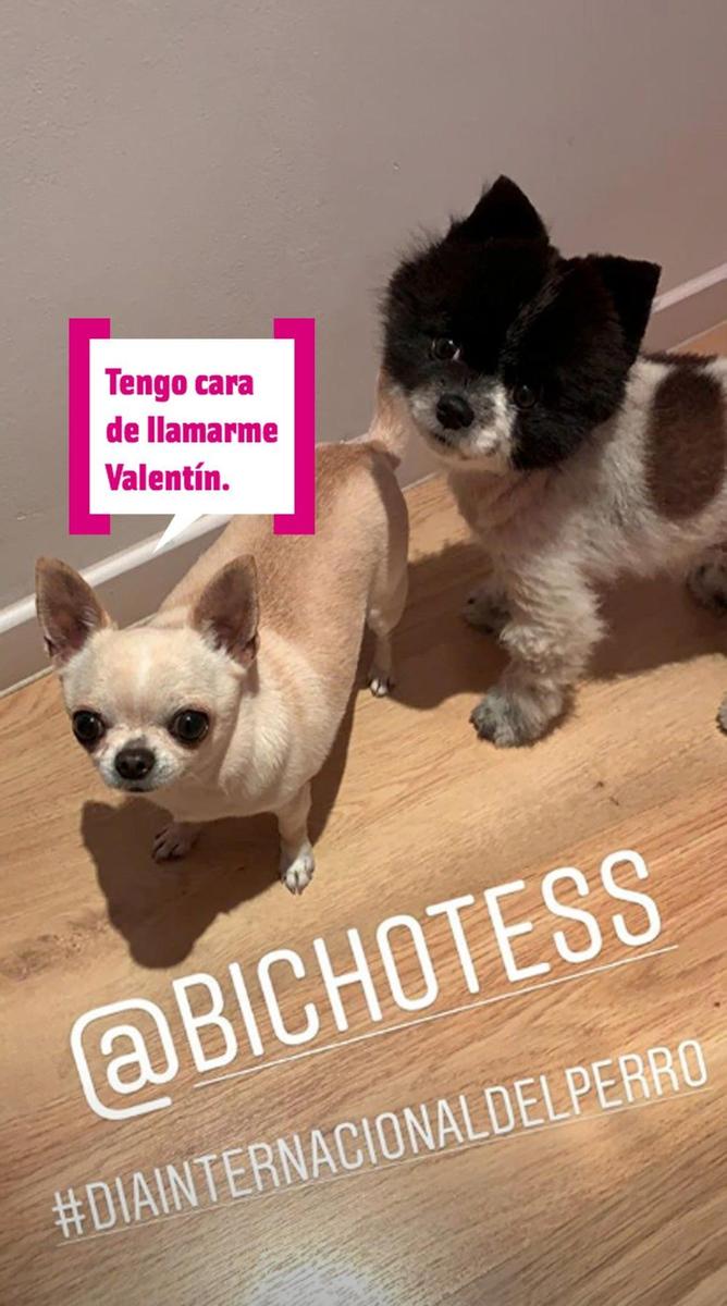 Los perretes de Cristina Castaño