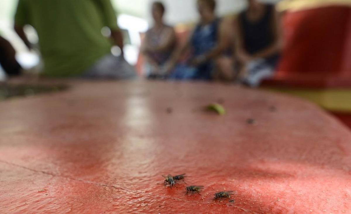 Plaga de moscas en Melenara y Salinetas Plaga de moscas en Melenara y Salinetas