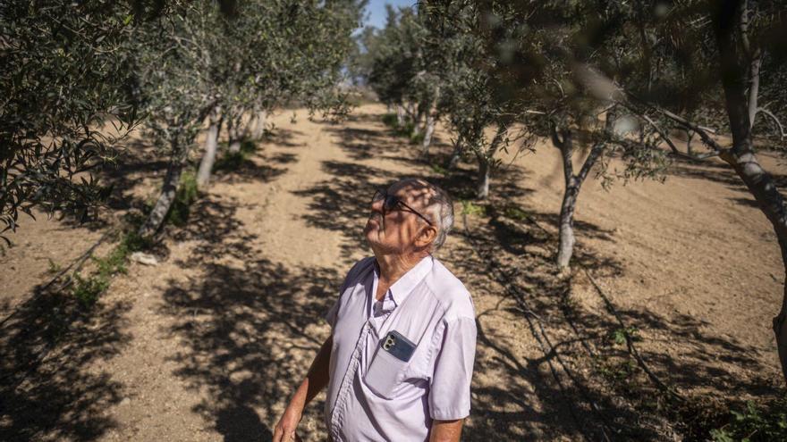 Manuel Marrero en el olivar de Cumbres de Abona. |