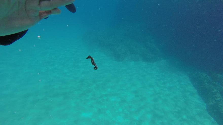 Los caballitos de mar regresan a las aguas de Xàbia